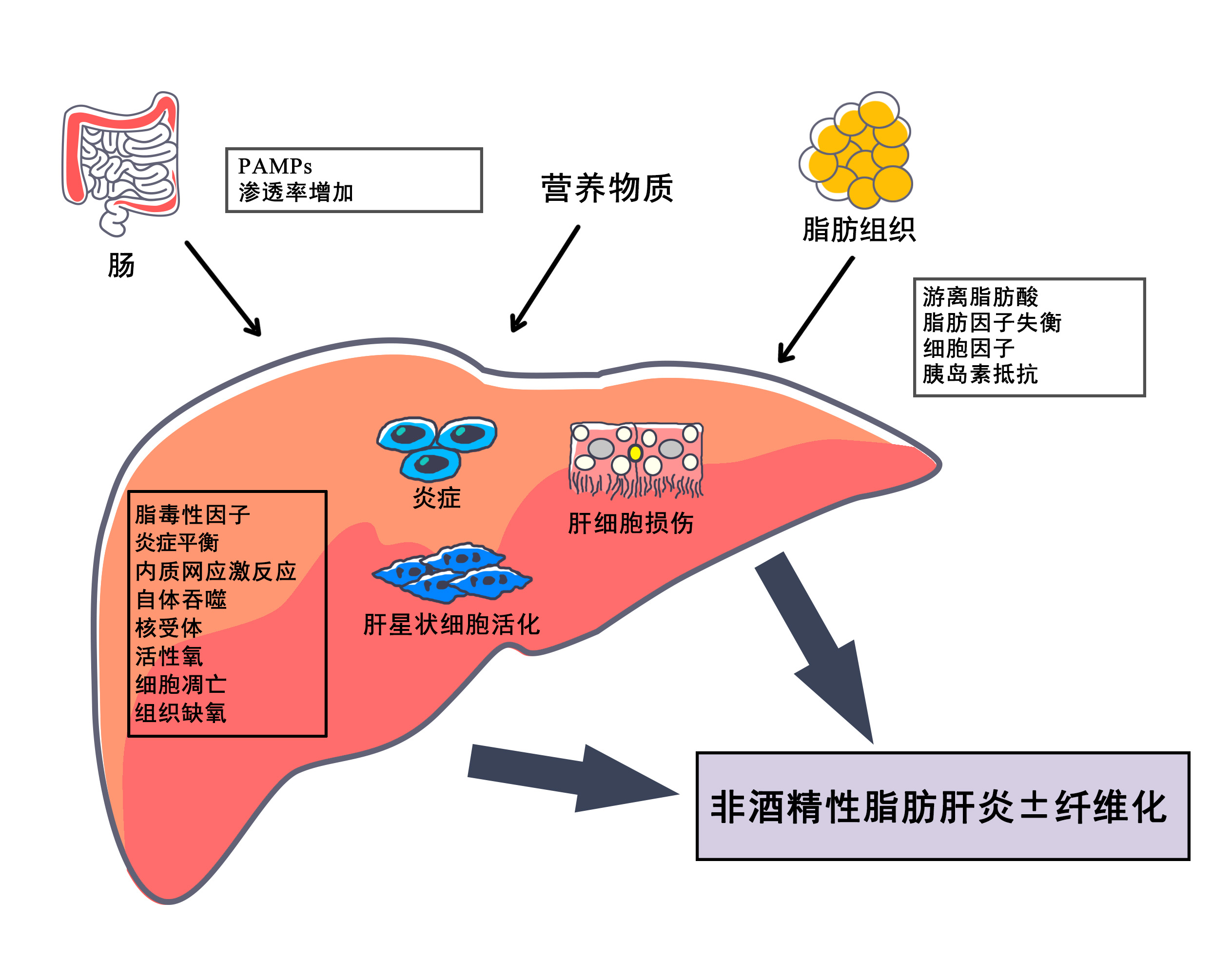 肝与 B 型肝炎感染和特写视图的乙型肝炎病毒3d 图图片下载 - 觅知网