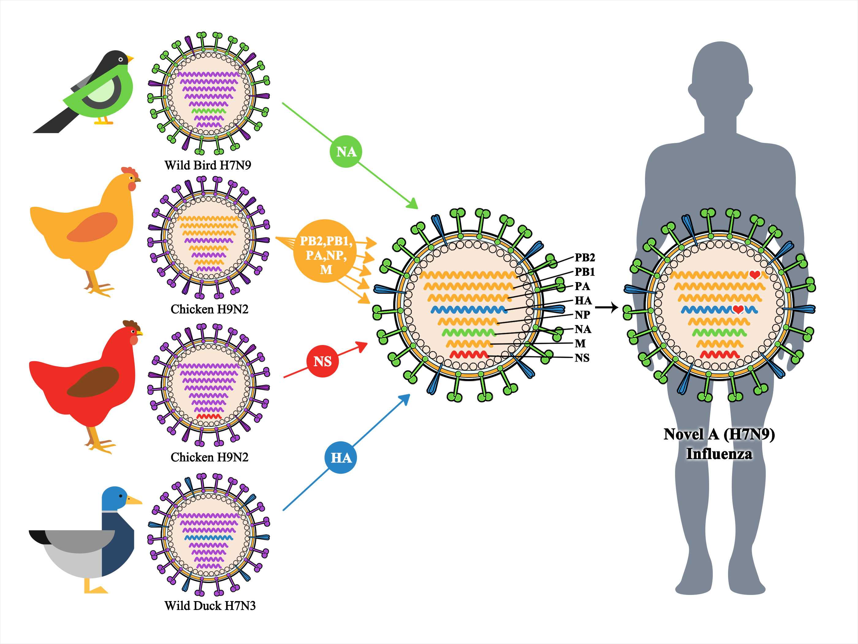 Avian Influenza